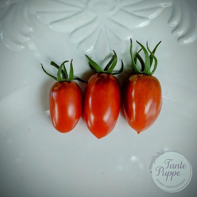 Tomate Black Icicle