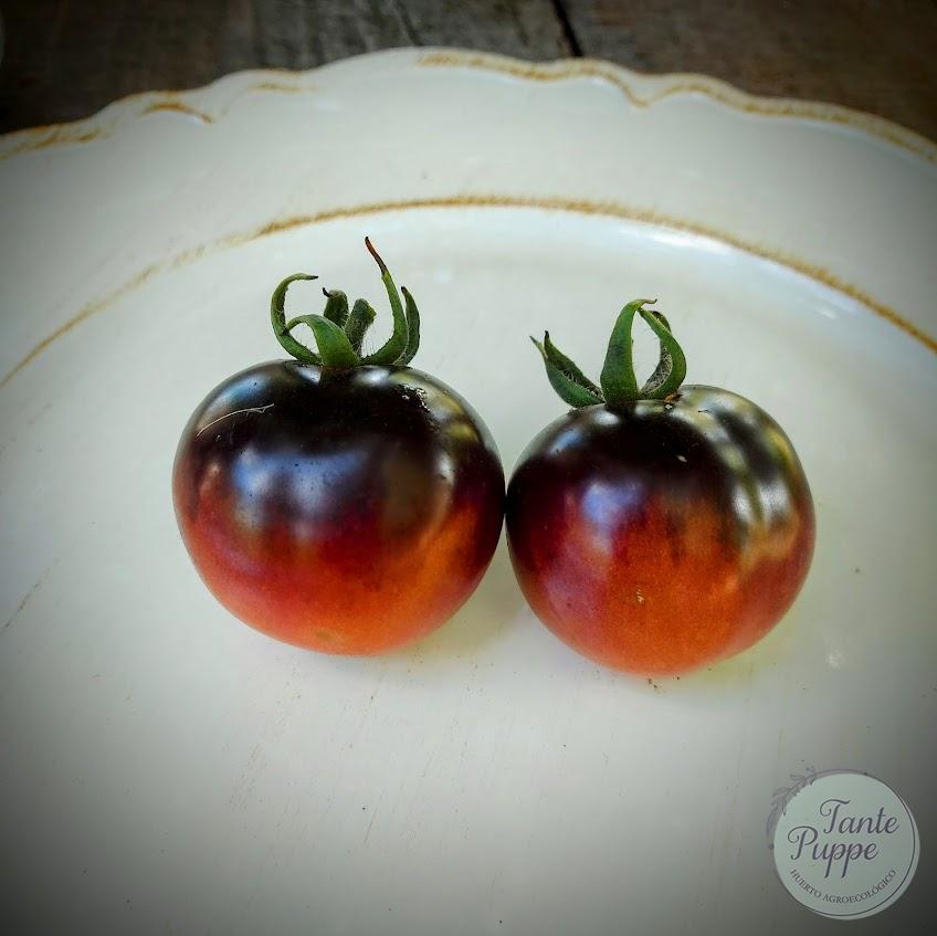 Tomate Blue Sky