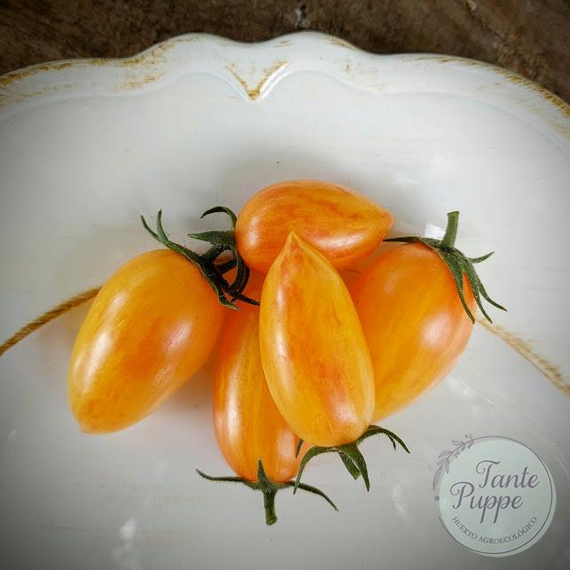 Tomate Blush Tiger