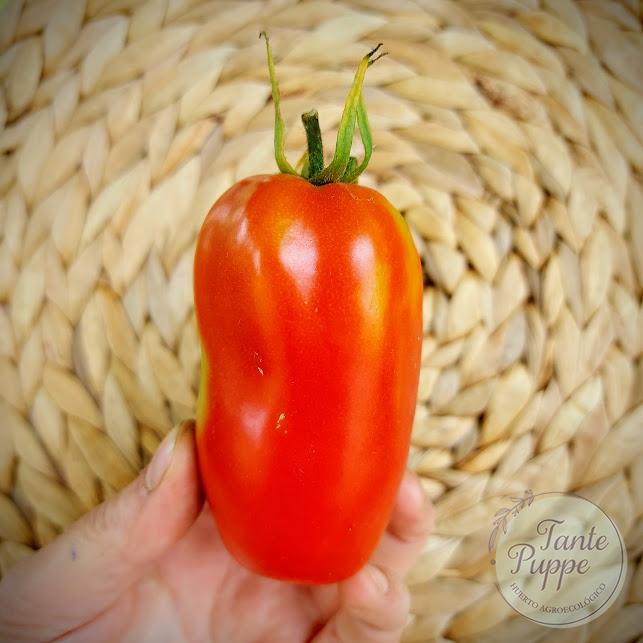 Tomate Bola buey