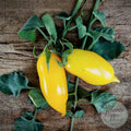 Tomate Buratino amarillo