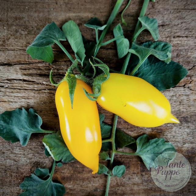Tomate Buratino amarillo