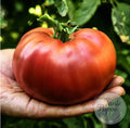 Tomate Carbón