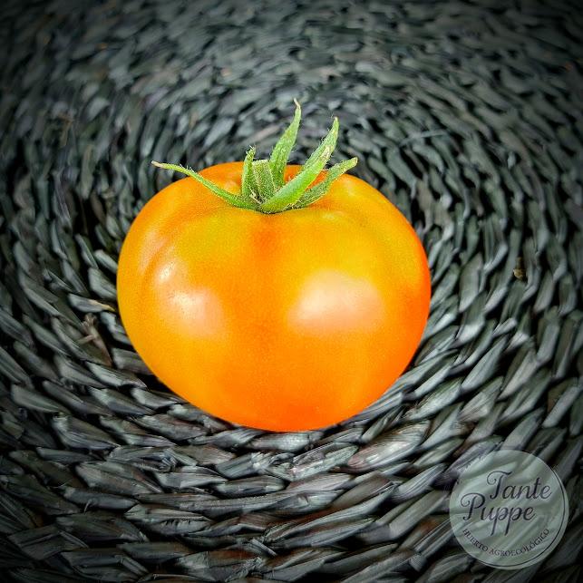 Tomate Caro Rich