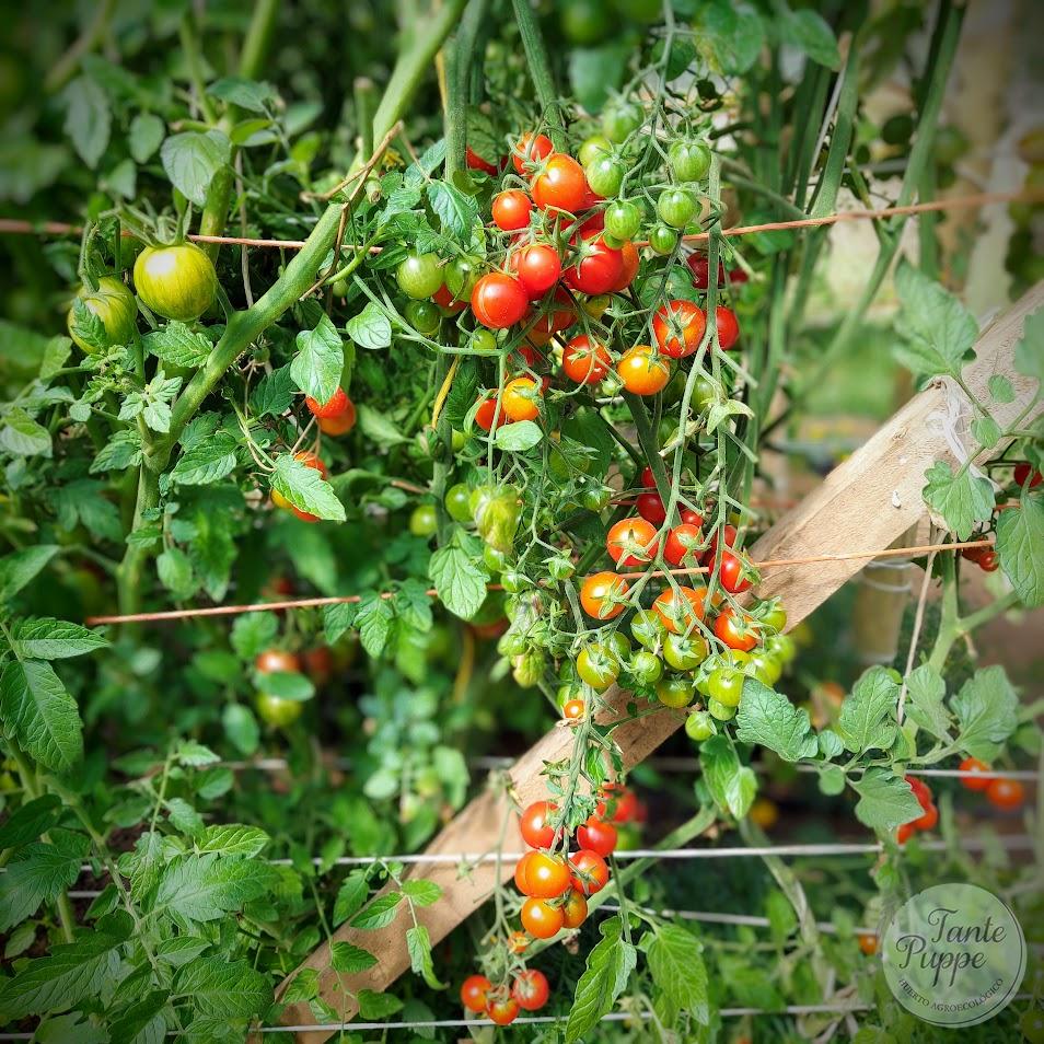 Tomate Centiflor