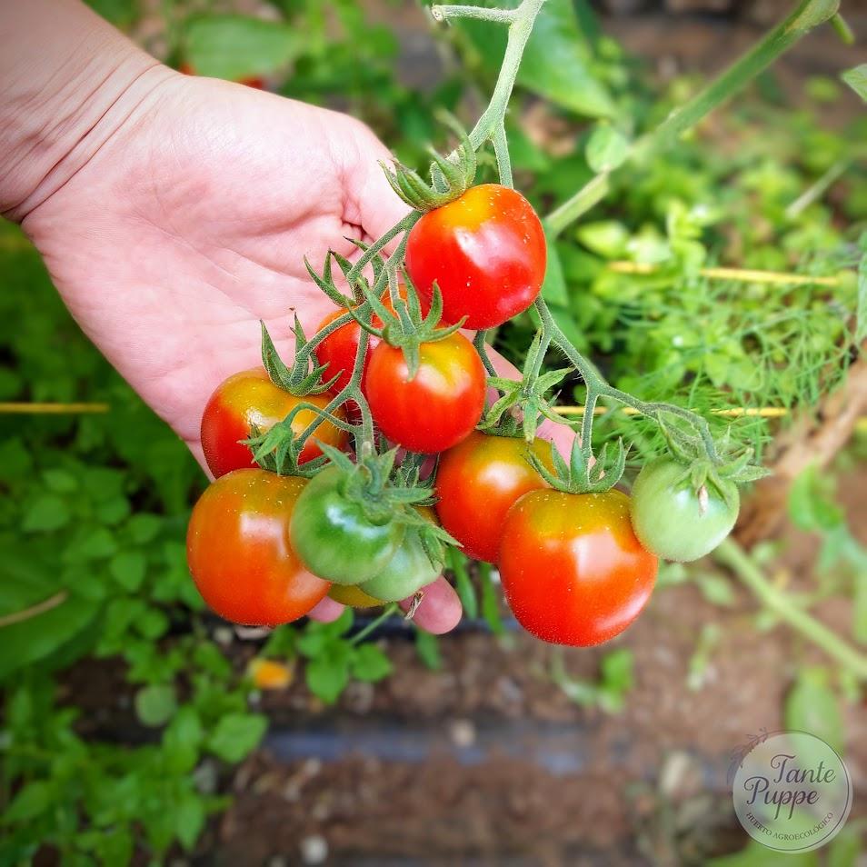 Tomate Cherry hoja de papa