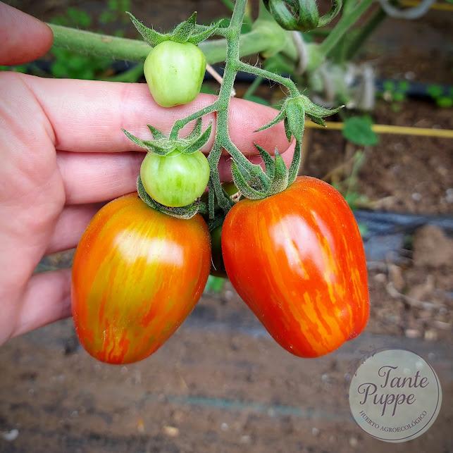 Tomate Cherry pimiento
