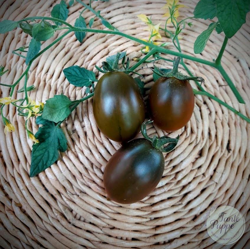 Tomate Chocolate Sprinkless