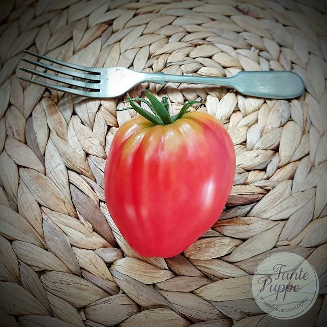 Tomate Corazón de Oso