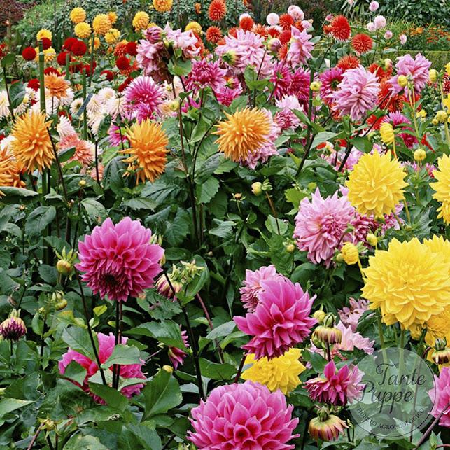 Dalias mix