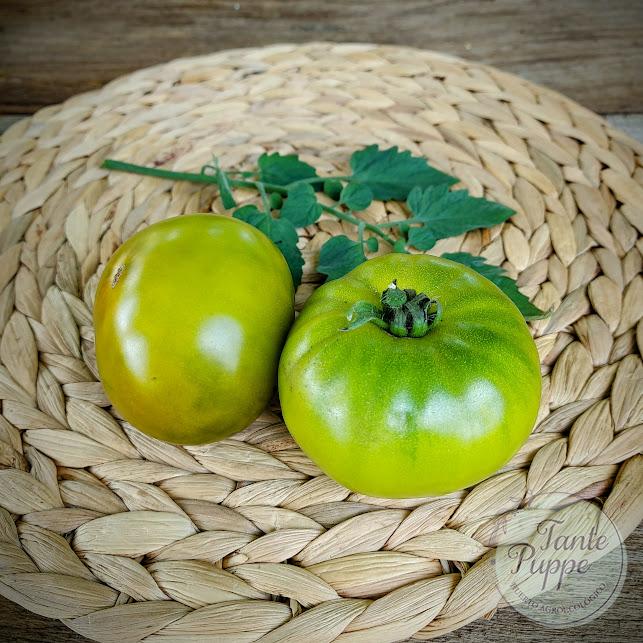 Tomate Esmerald Evergreen