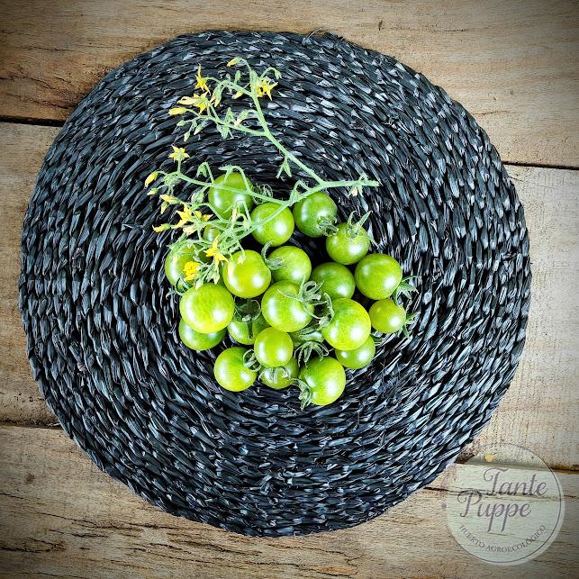 Tomate Green Doctor