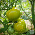 Tomate Green Zebra