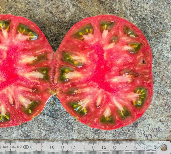 Tomate Irish Stripes