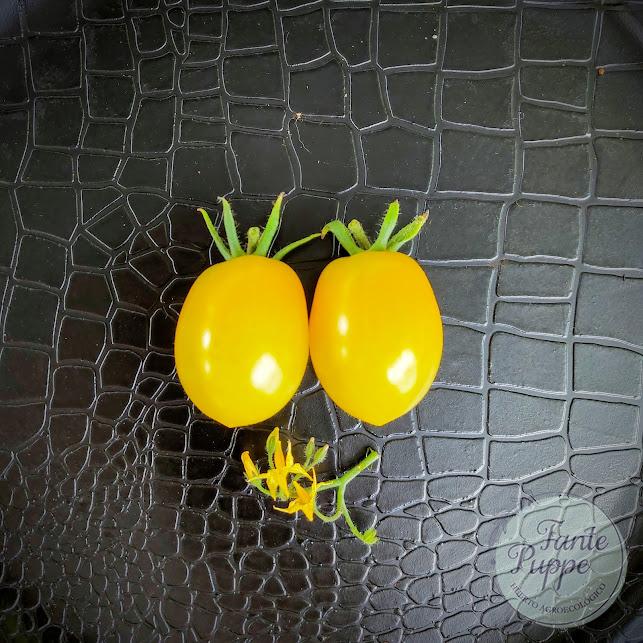 Tomate Indian Moon