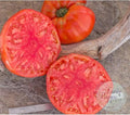 Tomate King Kong