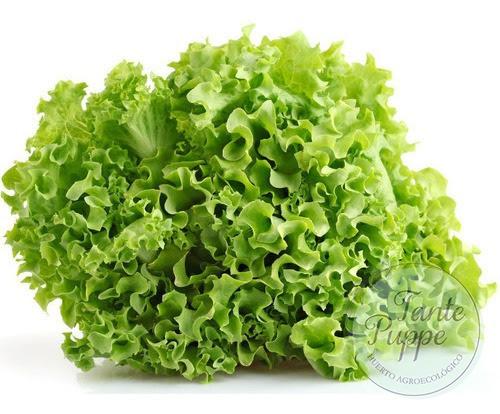 Lechuga grand rapids