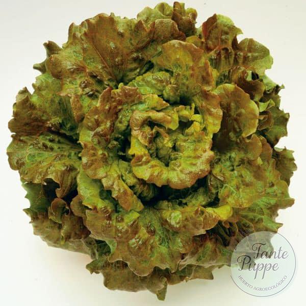 Lechuga sierra