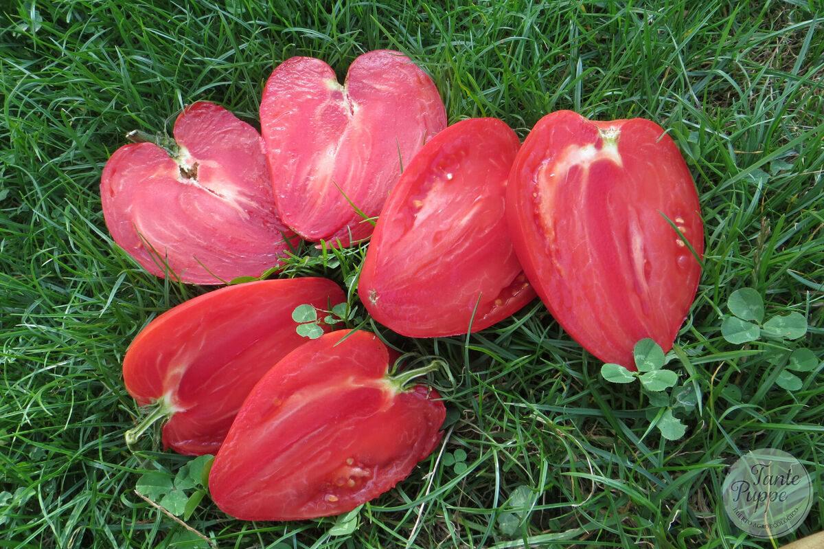 Tomate Mrs Schlaubaugh’s famous strawberry