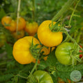 Tomate Mini limachino Amarillo