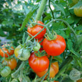 Tomate Mini limachino rojo