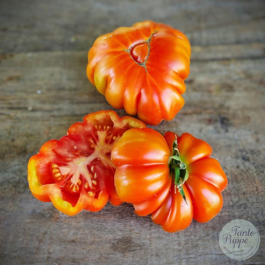 Tomate Monserrat