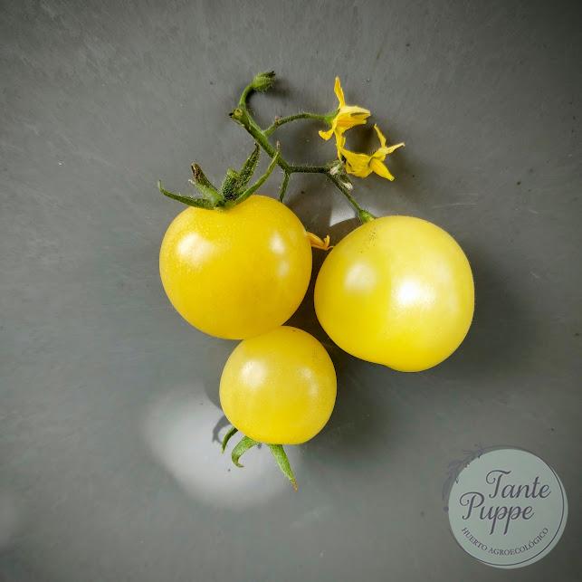 Tomate Napa Chardonnay