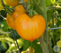 Tomate Orange Strawberry German
