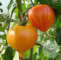 Tomate Orange Russian 117