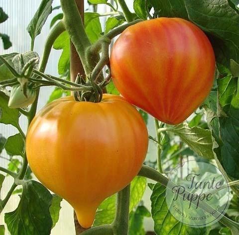 Tomate Orange Russian 117