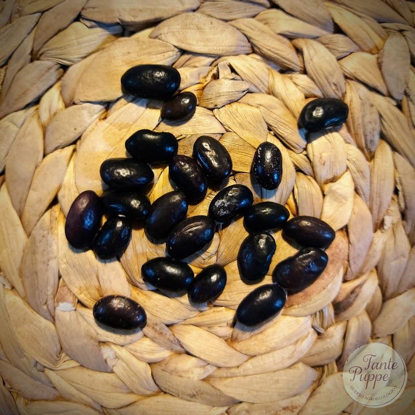 Poroto Peumo negro
