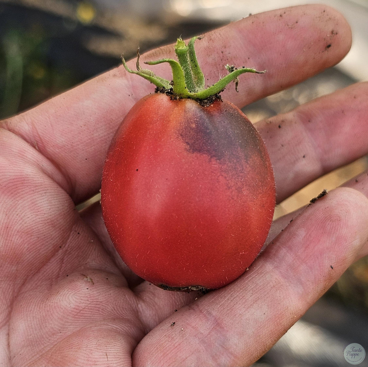 Tomate Pearly Pink