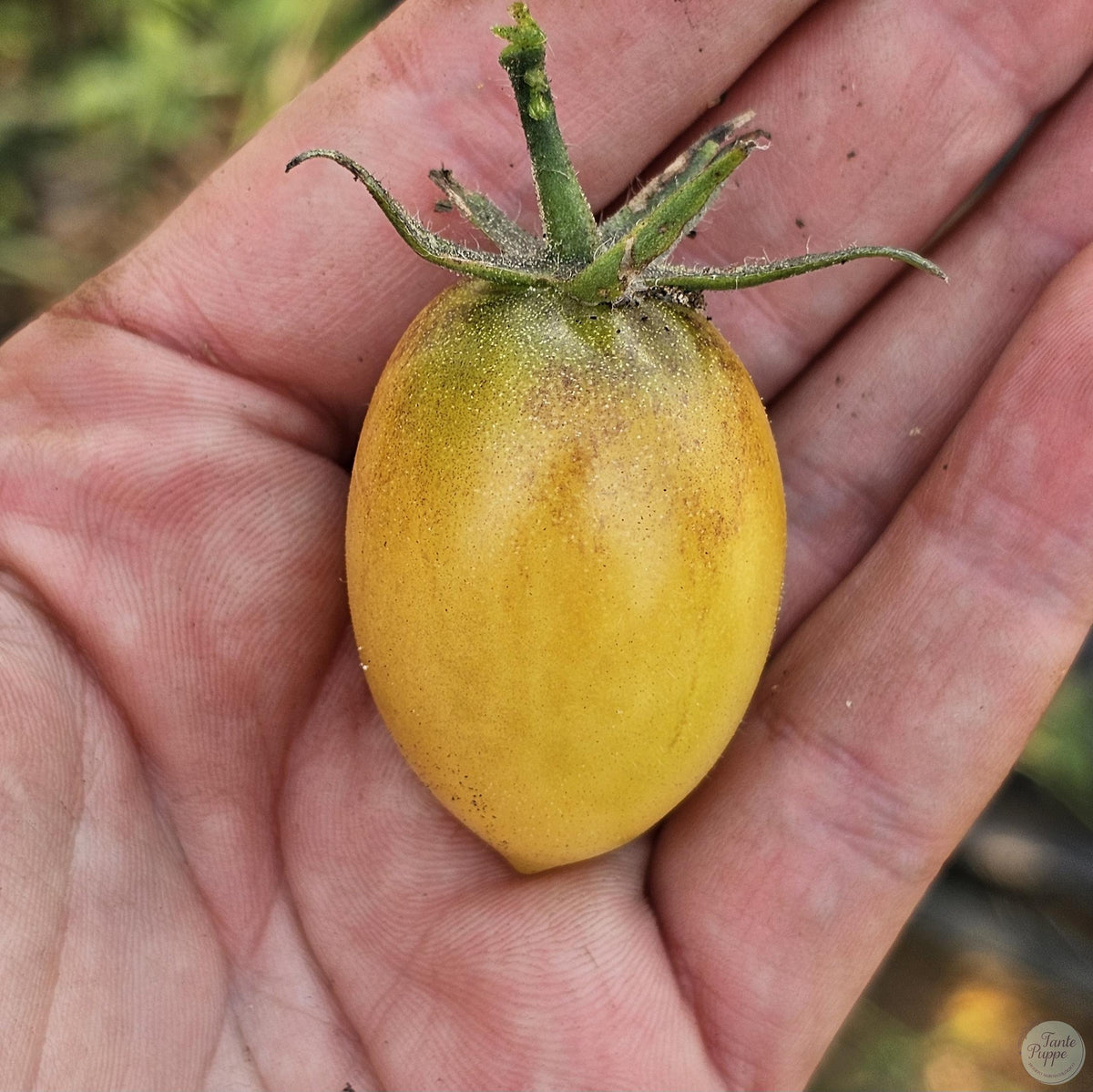 Tomate Pearly Yellow