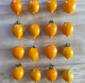 Tomate Piennolo del Vesuvio Amarillo (Tomate de Guarda)