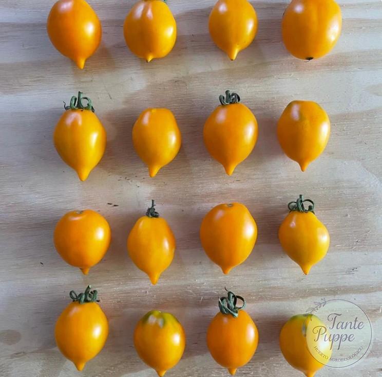 Tomate Piennolo del Vesuvio Amarillo (Tomate de Guarda)