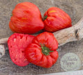 Tomate Pink Heartthrob