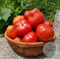 Tomate Pomodoro Canestrino Rosso