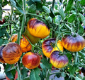 Tomate Purple Ritz