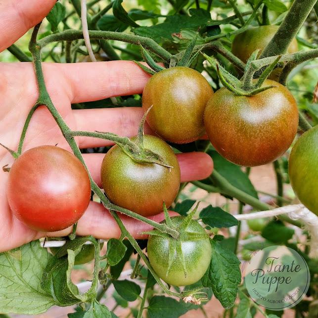 Tomate Príncipe negro