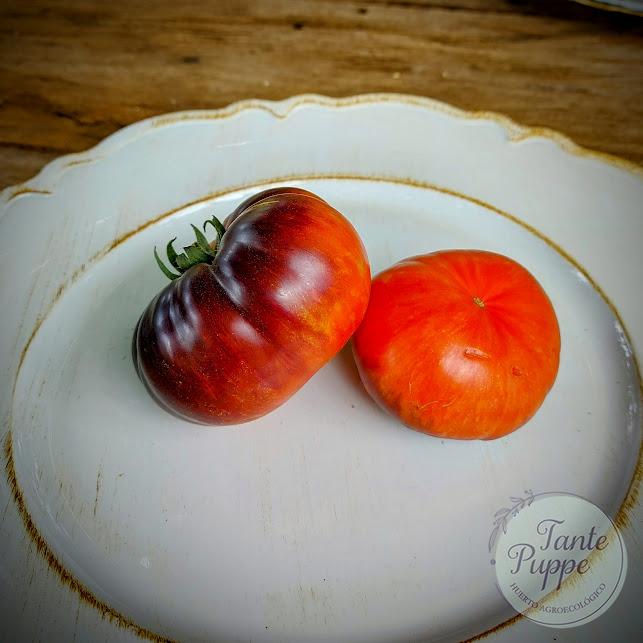 Tomate Red Beauty