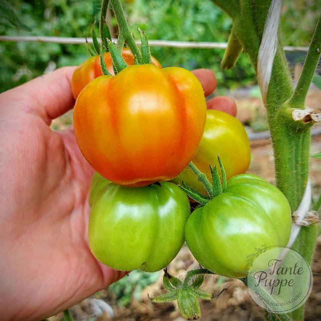 Tomate Red Stuffer