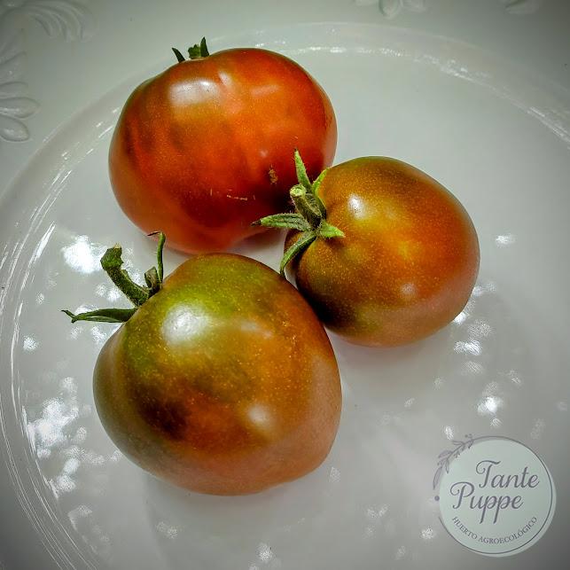 Tomate Rojo ucraniano