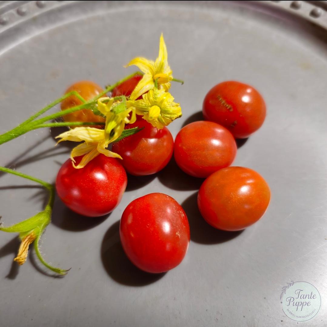 Tomate Mexico Midget