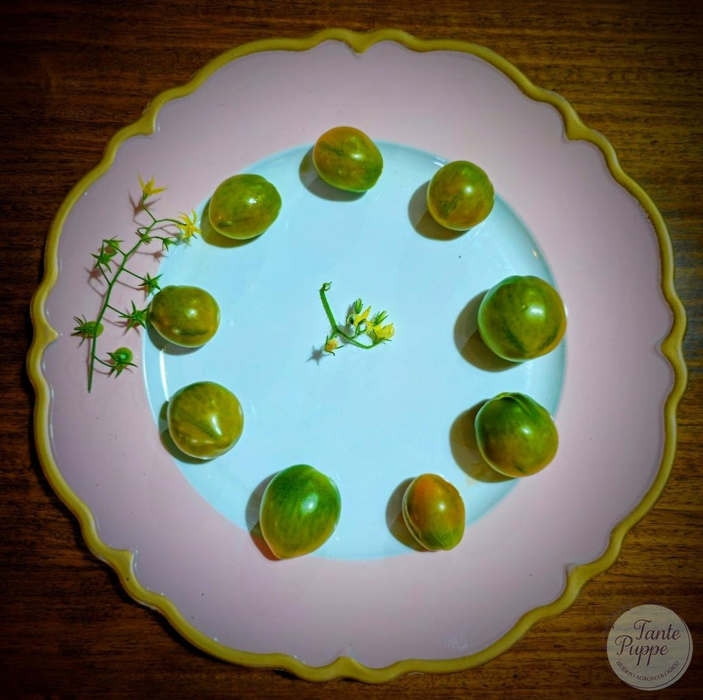 Tomate Evil Olive