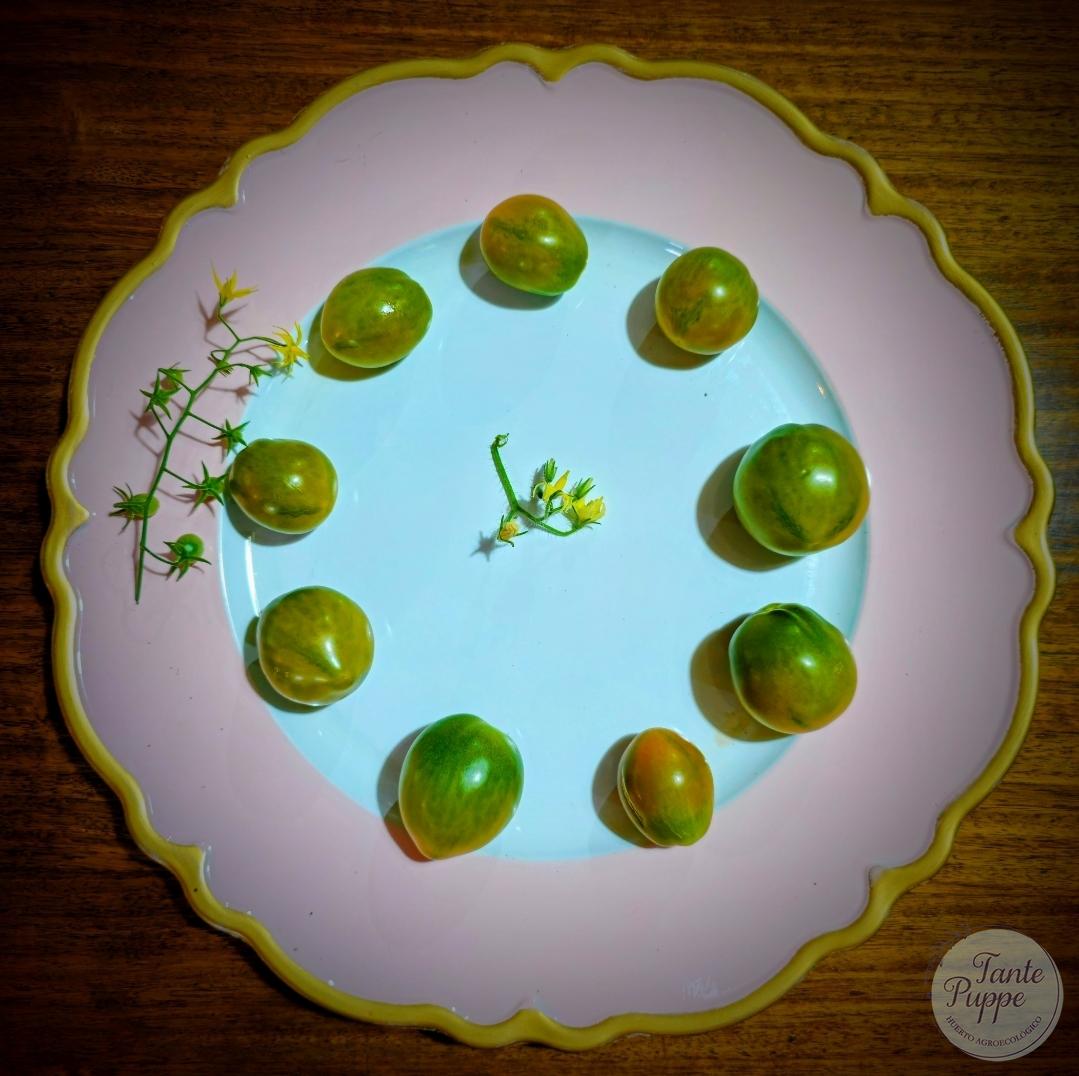 Tomate Evil Olive