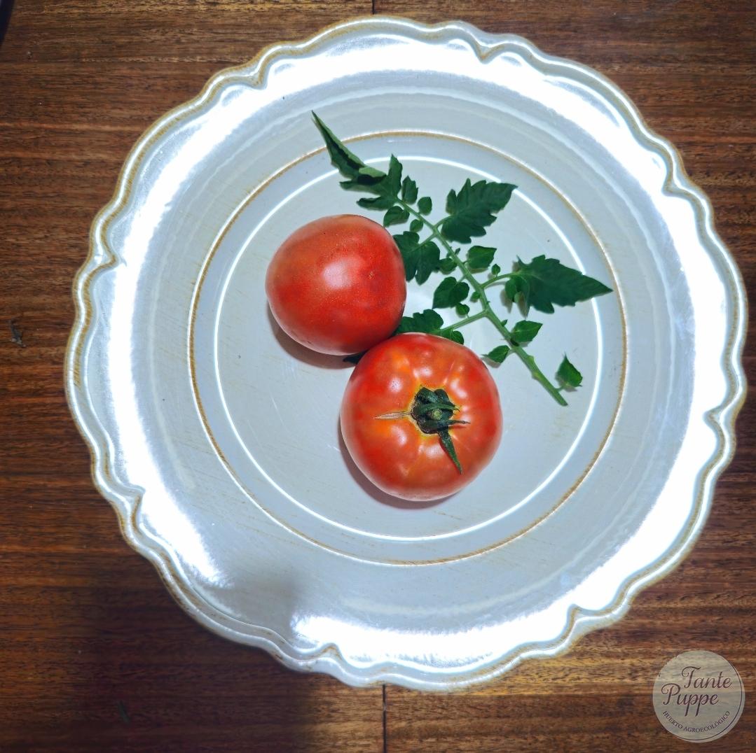 Tomate New Yorker