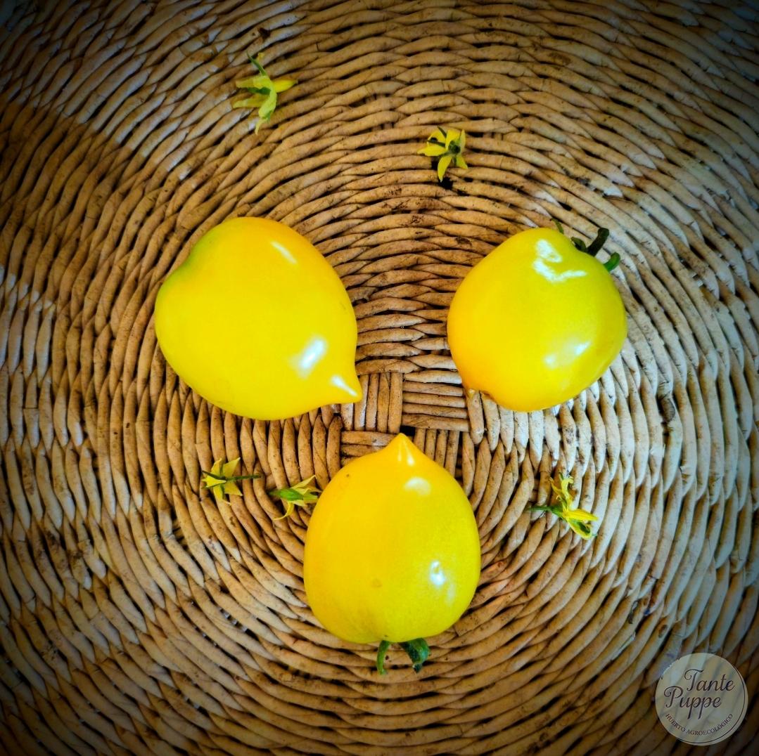 Tomate Citrine amarillo