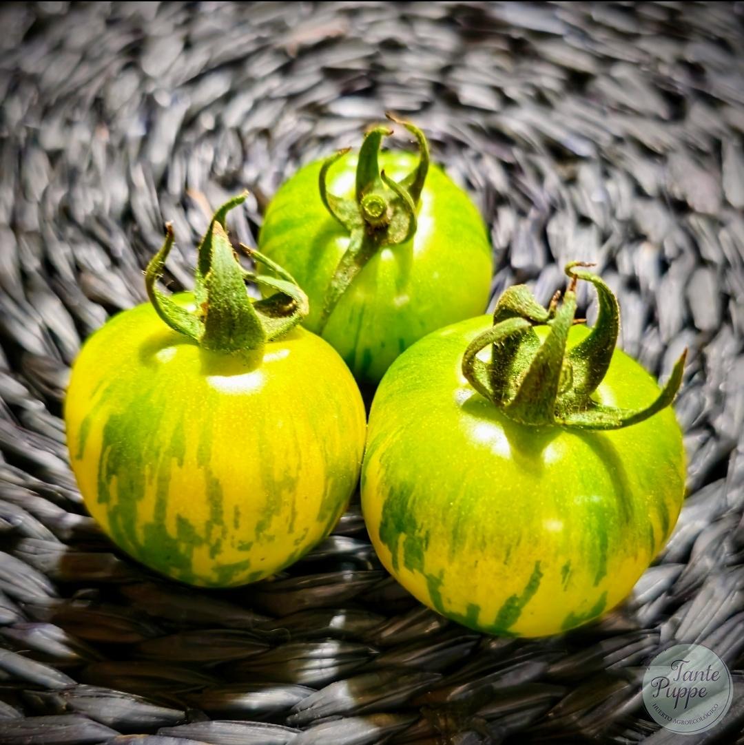 Tomate Green Vernissage