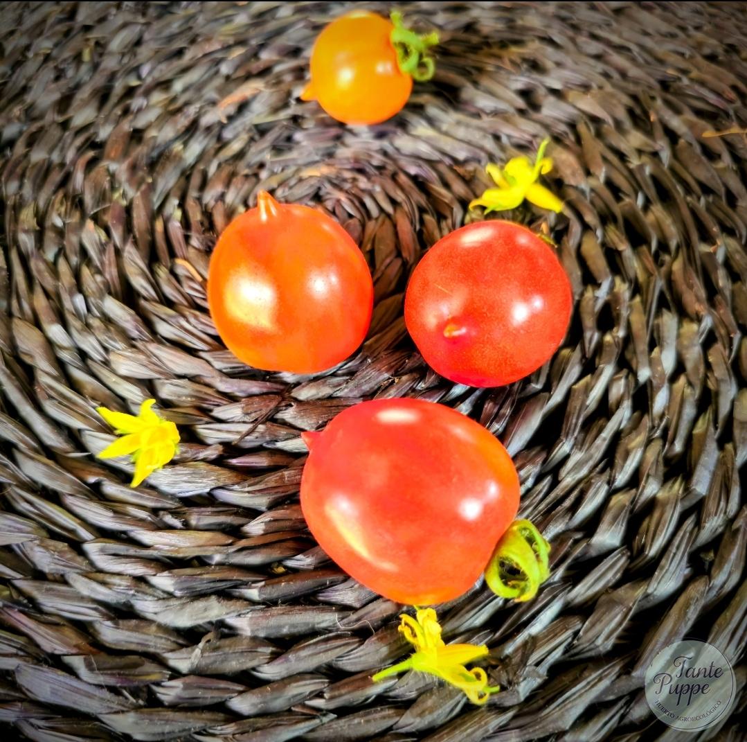 Tomate Orange Roussollini