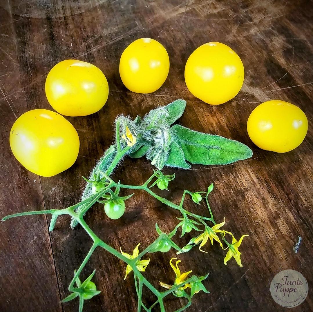 Tomate Tumbling Tom Yellow